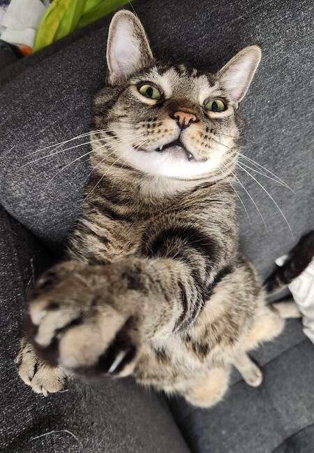 Entry image for Neko. Clicking this image will show a larger photo