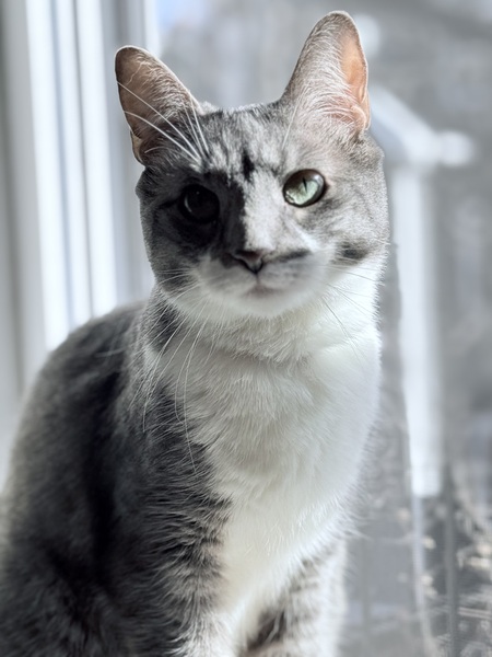 Entry image for Rogue. Clicking this image will show a larger photo