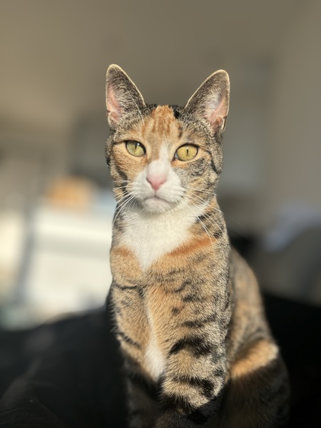 Entry image for Cleo. Clicking this image will show a larger photo