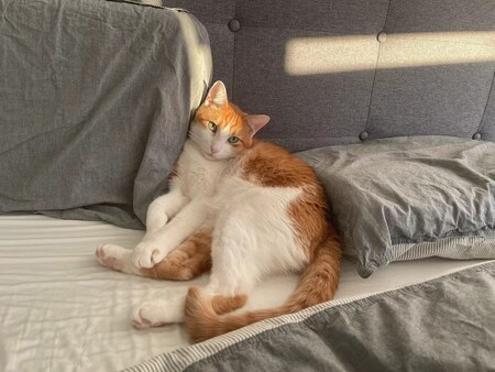 Entry image for Toki. Clicking this image will show a larger photo