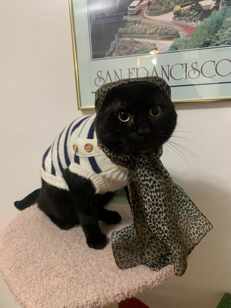 Entry image for Smokey . Clicking this image will show a larger photo