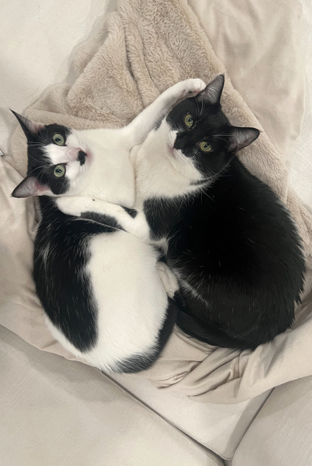 Entry image for Figaro and Cleo. Clicking this image will show a larger photo