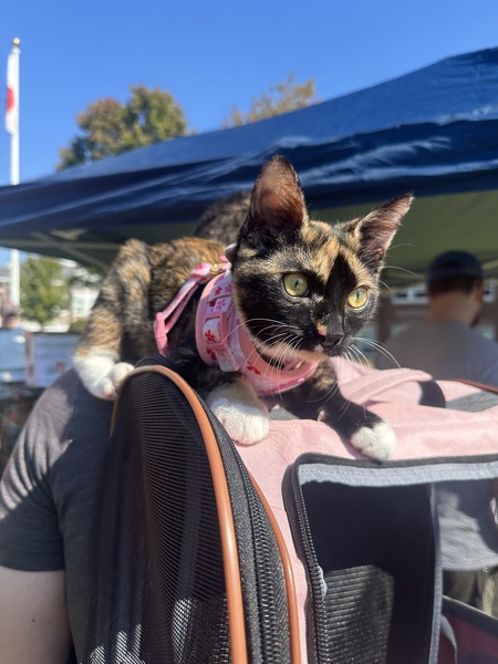 Entry image for Hime. Clicking this image will show a larger photo