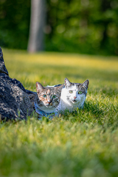 Entry image for Paloma and mampby . Clicking this image will show a larger photo