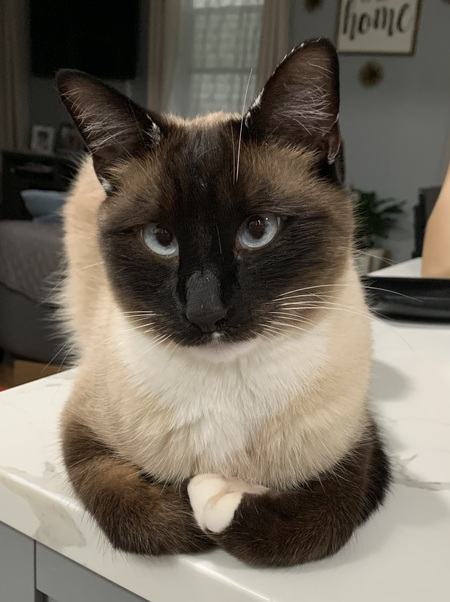 Entry image for Greyson. Clicking this image will show a larger photo