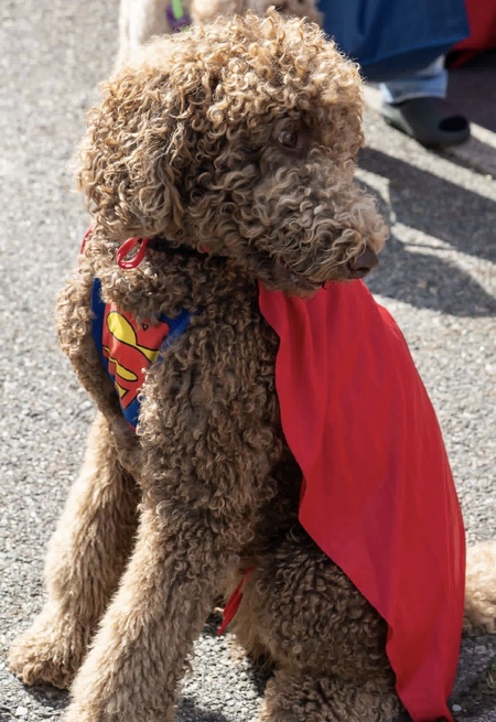 Entry image for Stevie. Clicking this image will show a larger photo