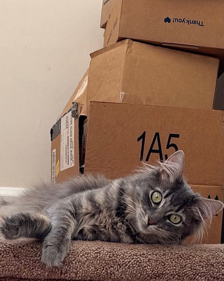 Entry image for Mitzi. Clicking this image will show a larger photo