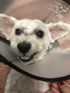 Entry image for Rami. Clicking this image will show a larger photo