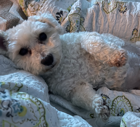 Entry image for Rami. Clicking this image will show a larger photo