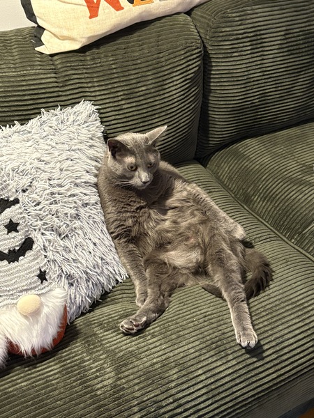 Entry image for Binx. Clicking this image will show a larger photo