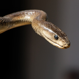 Entry image for Botswana Mamba