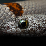 Entry image for Colors of the Eye