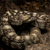 Entry image for Poised Perfection