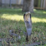 Entry image for Ceasar