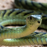 Entry image for Mamba No. 5