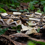 Entry image for Leaf Me Be