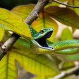 Entry image for Guinea a Smile!