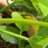 Entry image for Peekaboo! 