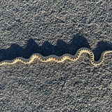 Entry image for Snake Sunset