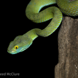 Entry image for Bangkok Night Wildlife