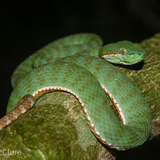 Entry image for Sabah-sdee Krap