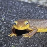 Entry image for California newt migration