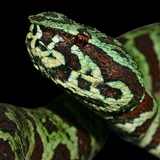 Entry image for “Cloaked in Moss and Emerald“