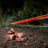 Entry image for Heads and Tail(light)s