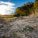Entry image for Ribbon at sunset