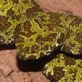 Entry image for Lichen Look-alike