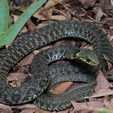 Entry image for Venomous or Poisonous? Sometimes it's both.