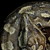 Entry image for Ripple Effect