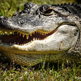 Entry image for Say Cheese! 