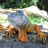 Entry image for Iguana
