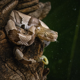 Entry image for CopperRain