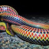 Entry image for OVER THE RAINBOW 