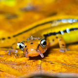 Entry image for A cirri-ously cool salamander 