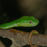 Entry image for Red Tail