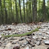 Entry image for Little Derpie