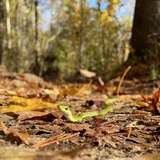 Entry image for Little Derpie