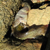 Entry image for Madtom caught