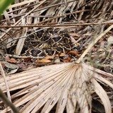 Entry image for Eastern Diamondback In Situ