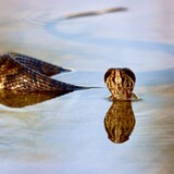 Entry image for Swimming in the Glades