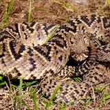 Entry image for On guard