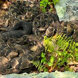 Entry image for Count the coils