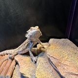 Entry image for Olive