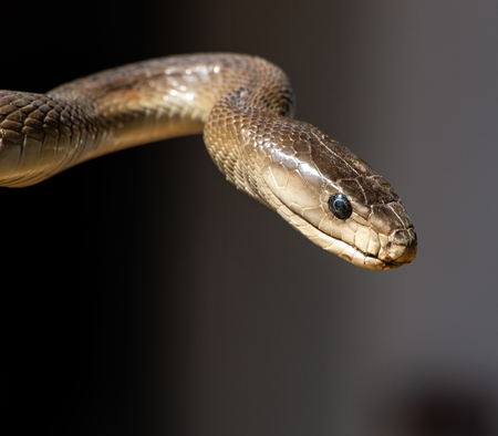Entry image for Botswana Mamba. Clicking this image will show a larger photo