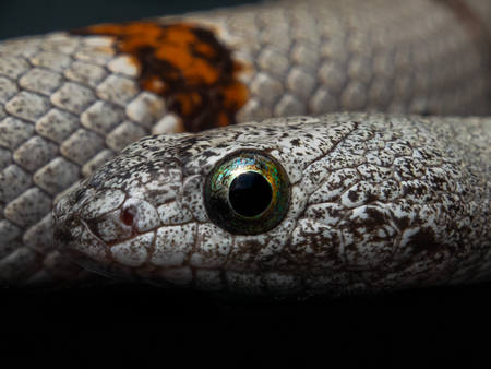 Entry image for Colors of the Eye. Clicking this image will show a larger photo