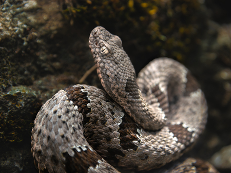 Entry image for Lying in Wait. Clicking this image will show a larger photo