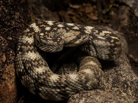 Entry image for Poised Perfection. Clicking this image will show a larger photo